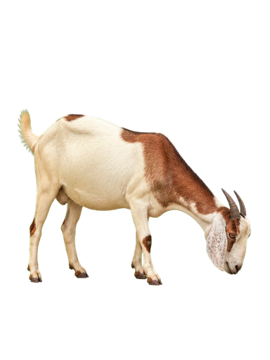 Con giáp Mùi