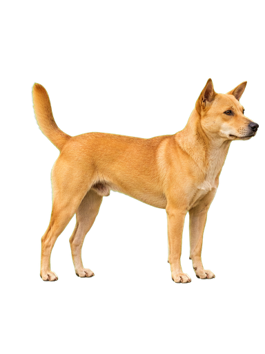 Con giáp Tuất